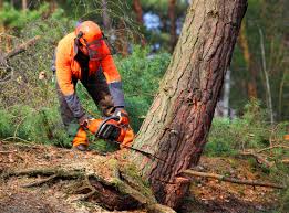Best Tree Mulching  in Coronado, CA