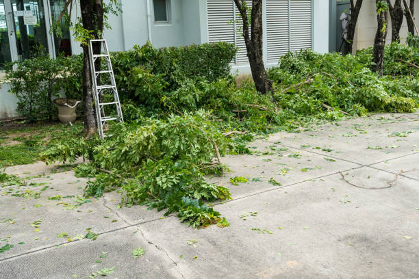 How Our Tree Care Process Works  in  Coronado, CA