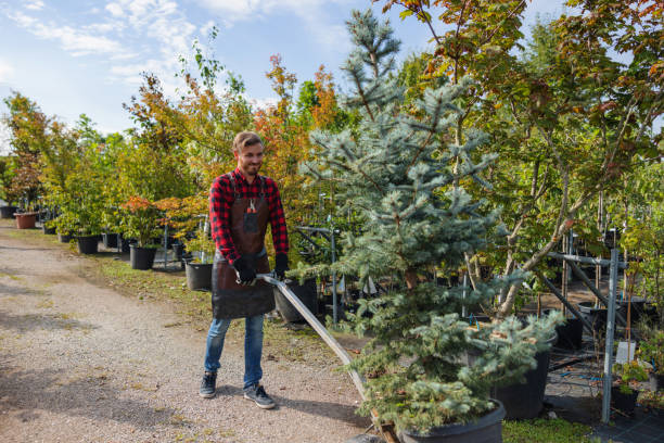 Best Arborist Consultation Services  in Coronado, CA