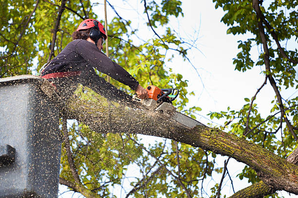 Coronado, CA Tree Services Company